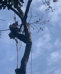High Risk Tree Removal Service in Westchester