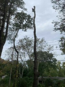 Tree Cutting Services in Bedford