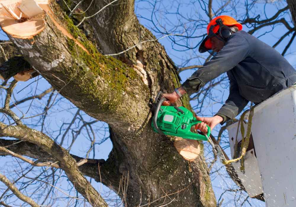 Tree Removal