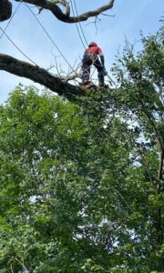 Tree Removal Services By Evarts Tree Care